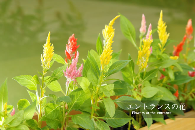 エントランスの花